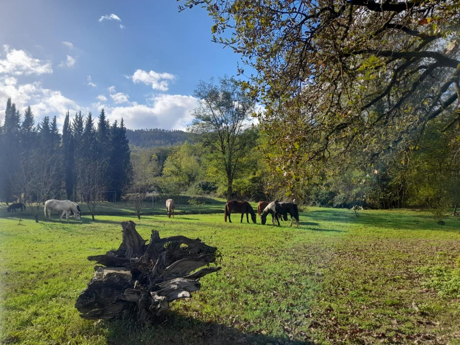 La Casella Antico Feudo Di Campagna Ficulle Εξωτερικό φωτογραφία
